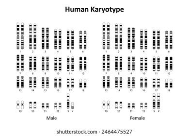 Human Karyotype Male Female Stock Vector Royalty Free 2221091853