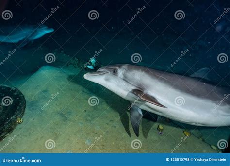 One Dolphin Swimming In The Red Sea Stock Photo Image Of Cute Eilat