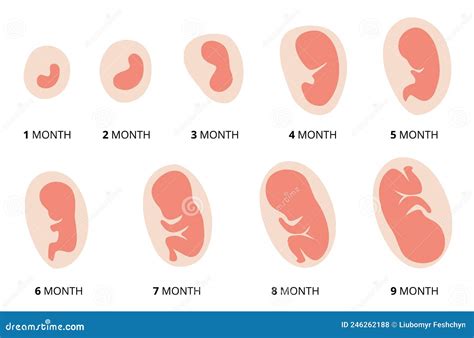 Ontwikkeling Van De Menselijke Foetus Zwangerschap Illustratie Van De