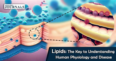 Lipids The Key To Understanding Human Physiology And Disease