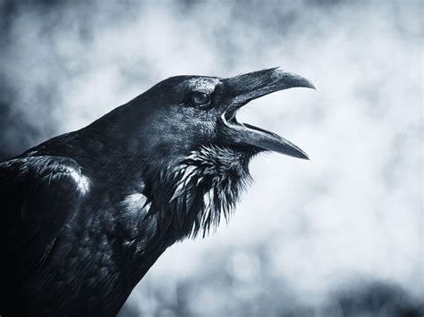 Raven Spirit Animal - Wild Gratitude