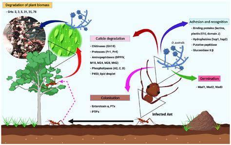 A General Overview Of The Life Cycle Of The Entomopathogenic Fungus O