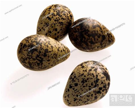 Four Plover's eggs, Stock Photo, Picture And Rights Managed Image. Pic. SFD-00851637 | agefotostock