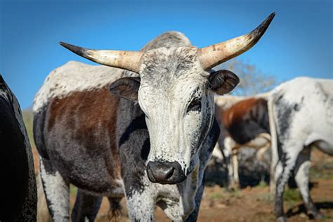 Nguni Cattle Stock Photos Pictures And Royalty Free Images Istock