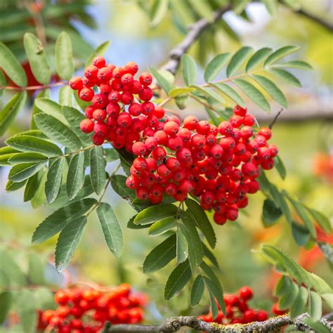 Sorbus Aucuparia Wettra Sorbier Des Oiseleurs Au Port Dress