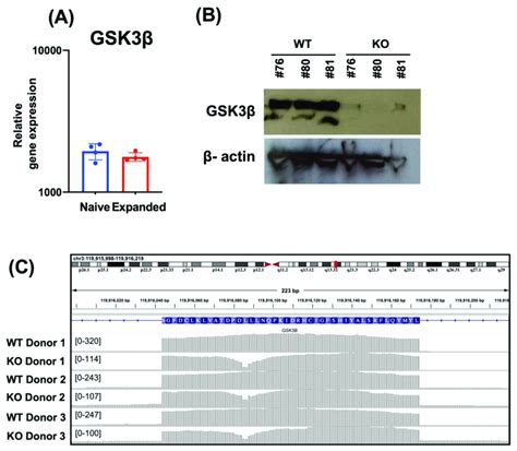 Generation Of Gsk3b Ko Fc 21 Expanded Nk Cells Gsk3b Expression In Nk