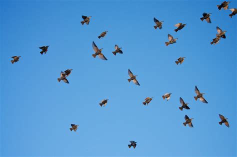 flock  birds duncanco