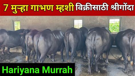 7 मुऱ्हा म्हशी गाभण म्हशी विक्रीसाठी Murrah Buffalo For Sale Maharashtra Murrah Buffalo