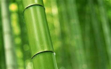 🔥 Free Download Green Bamboo Wallpaper Hd By Wesleym68 Wallpapersafari