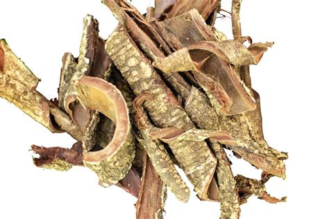 Acacia Confusa Root Bark - Mimosa Root Shop