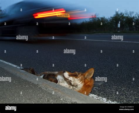 Cars Kill Animals Hi Res Stock Photography And Images Alamy