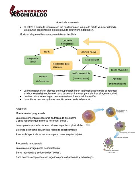 Solution Apoptosisynecrosis Comunicaci N Celular Studypool