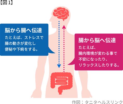 腸は第2の脳で幸せの素 雪こまち