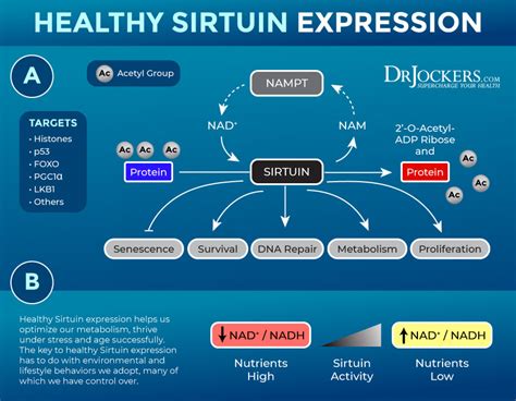 Sirtuins Benefits And How To Activate Them 2023