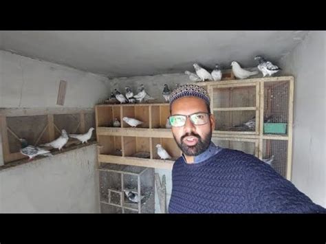 Dost K Ghar Sy Kabootar Liyae Hashim Mahmood Pigeons Youtube