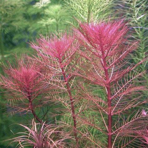 Photo Of The Leaves Of Red Myriophyllum Myriophyllum Tuberculatum