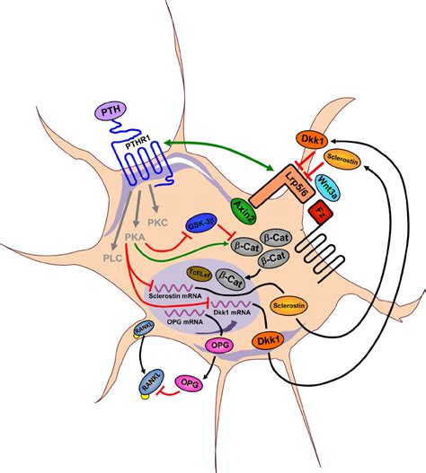 Signaling And Cross Talk Of The PTH And Wnt Signaling Pathways In