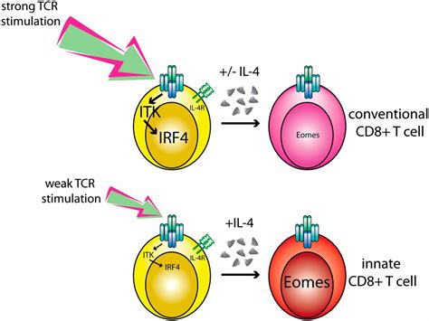 Proteins Known As Cd And Cd Are At Christopher Gathers Blog