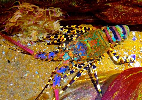 Nha In The Clear Waters Of Australia S Great Barrier Reef A Diver Is