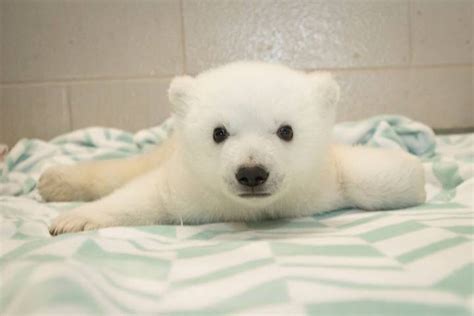 Baby Polar Bear Born at Columbus Zoo Gets a Name Selected by a Public Vote