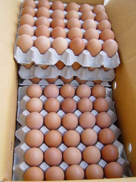 Farm Fresh Chicken Eggs Buy Farm Fresh Chicken Eggs South Africa From