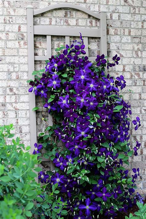 5 Simple Tips For Growing Clematis Vines House Of Hawthornes