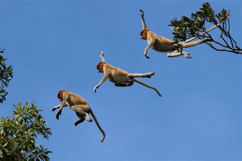 Proboscis monkey | Proboscis monkey, Monkeys funny, Borneo