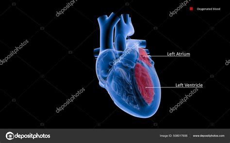 Atria Stand Upper Chambers Heart While Ventricles Lower Chambers Atria ...