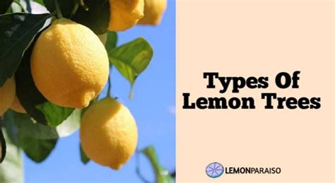 Types Of Lemon Trees