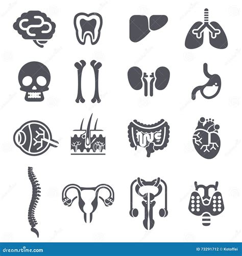 Human Internal Organs Healthy Vs Unhealthy Set Of Medical Anatomic