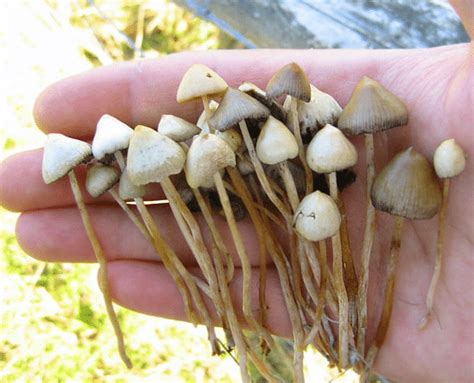 How To Identify Magic Mushrooms In The Wild Fungushead