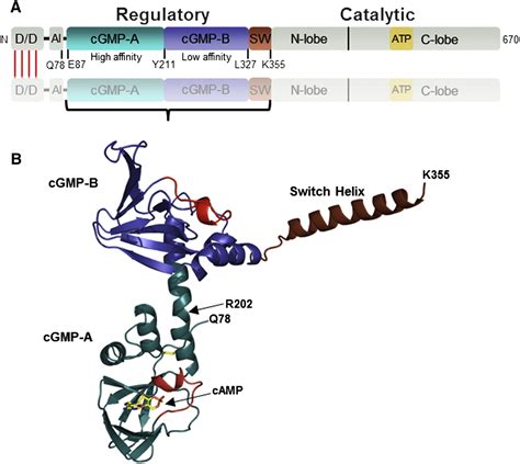 Crystal Structure Of Cgmp Dependent Protein Kinase Reveals Novel Site