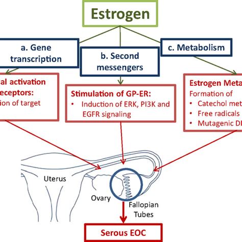 Pdf Estrogen Biosynthesis And Action In Ovarian Cancer