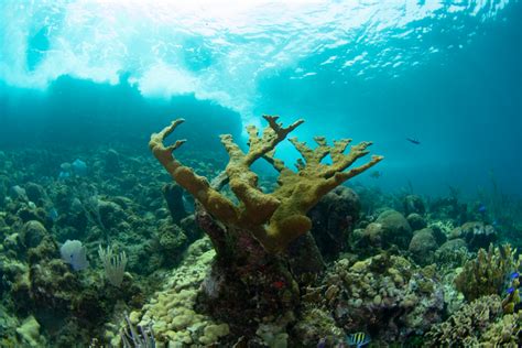 A Healthy Coral Reef In Roatán [image] Eurekalert Science News Releases