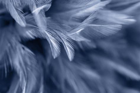 Premium Photo | Blue chicken feathers in soft and blur style for background