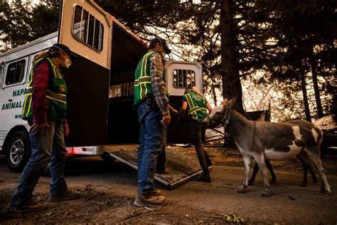 Animal Evacuation During a Wildfire: How to Plan and Where to Go | KQED