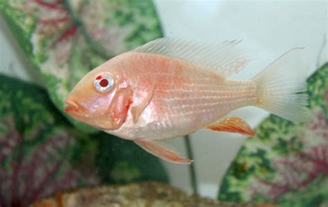 Geophagus Albino Heckelii 2 Acarichthys Heckelii Sp Product View