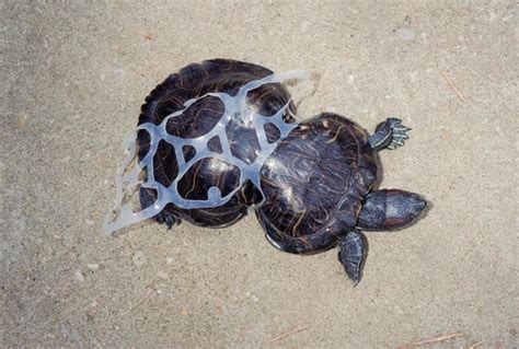 16 Pictures Which Show The Devastating Impact Of Plastic On Animals And