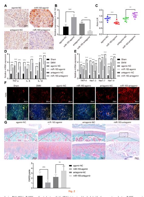 Figure From Microrna Attenuates Osteoarthritic Pain By Inhibiting