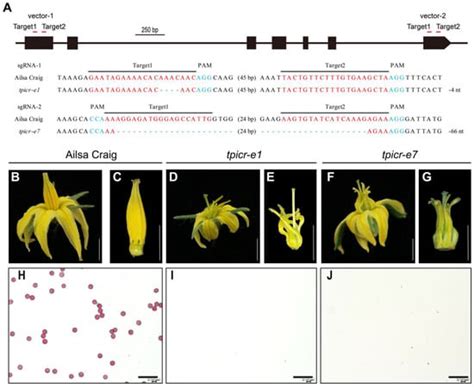 Ijms Free Full Text Candidate Gene Identification And Transcriptome