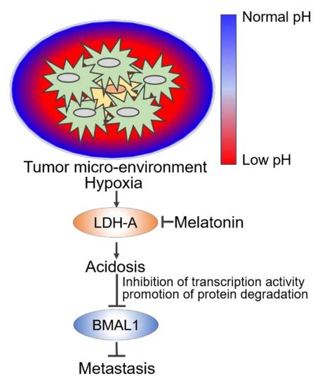 Cells Free Full Text Extracellular Acidosis Promotes Metastatic Potency Via Decrease Of The