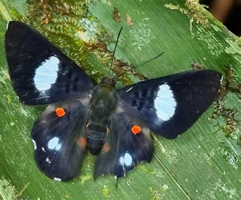 Red Spotted Metalmark From RN La Isla Escondida Orange Trail On