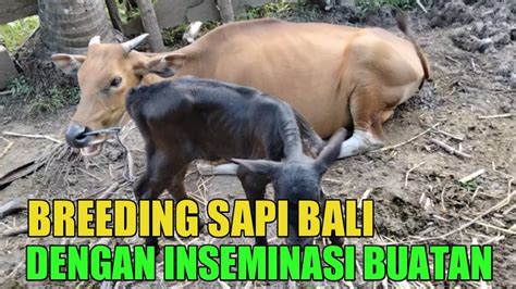 Anak Sapi Umur Hari Hasil Persilangan Sapi Bali Dengan Sapi Angus