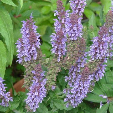 Meadow Sage Salvia Nemorosa Lyrical™ Silvertone In The Salvias