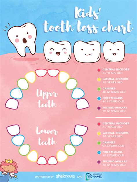 Which Teeth Do Children Lose First - Teeth Poster