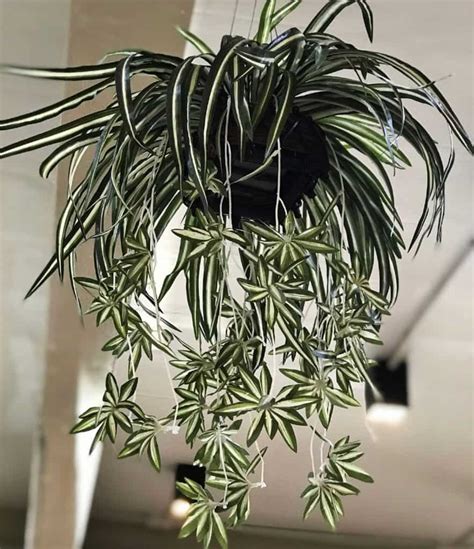 14 Easy To Grow Indoor Plants That Anyone Can Grow