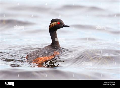 Black Necked Grebe Breeding Hi Res Stock Photography And Images Alamy