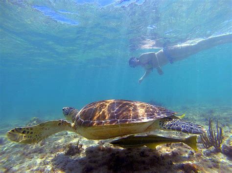 The Complete Guide To Swimming With Sea Turtles In Akumal Bay Akumal Sea Turtle Akumal Beach