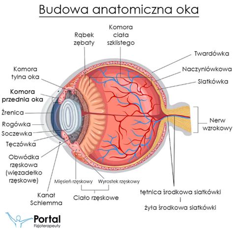 Fiszki Budowa i funkcje narządu wzroku Quizlet