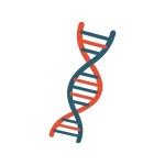 Dna Structure Stock Vector Image By Natalia